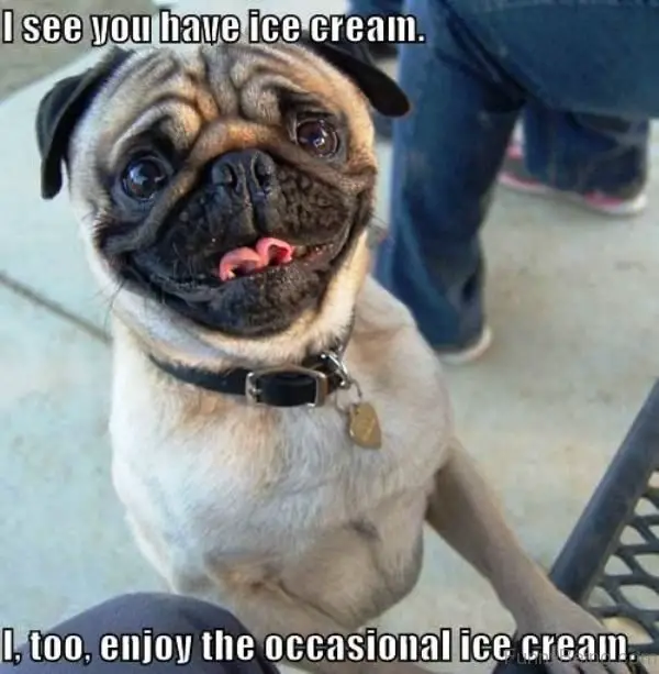 Pug standing up leaning against the chair while smiling photo with a text 