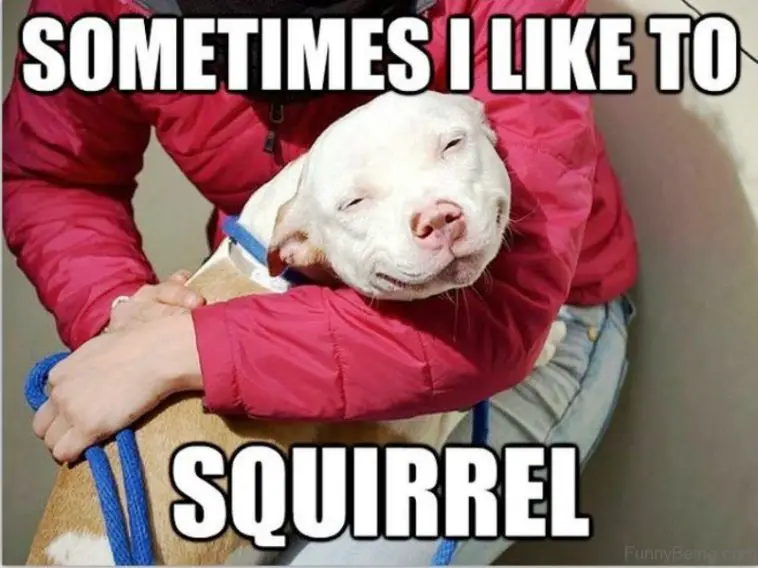 a happy dog being hugged by a human photo with a text - Sometimes I like to squirrel