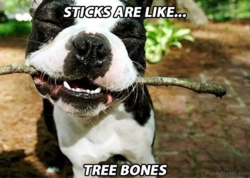 a smiling dog with a stick in its mouth photo with text - Stick are like... tree bones