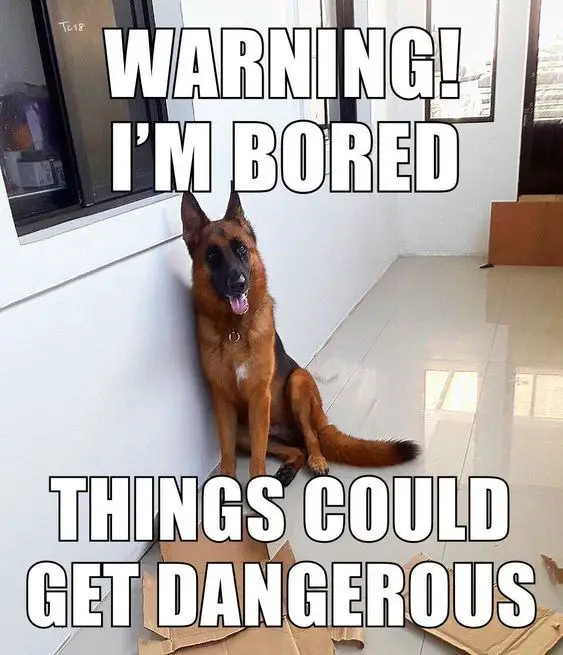 German Shepherd sitting on the floor with cardboards and a text 