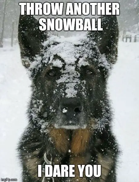  German Shepherd with face covered in snow and a text 