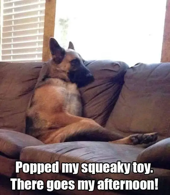 55+ Funny Memes Of German Shepherds That Will Make You