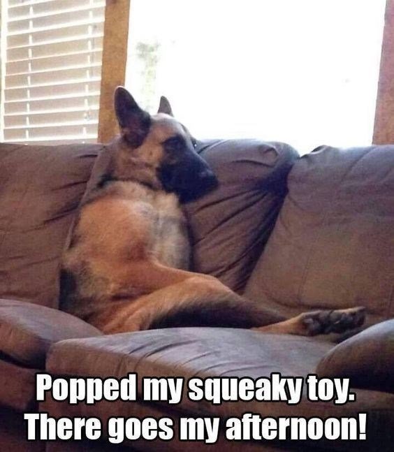  German Shepherd sitting on the couch and a text 