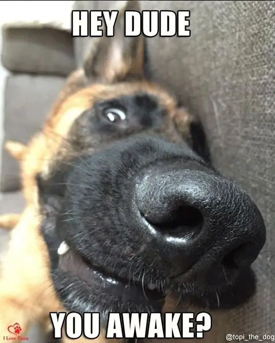 Close up pic of the face of German shepherd on the floor with a text 