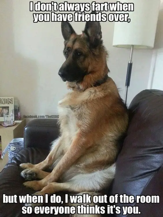  German Shepherd sitting on the couch and a text 