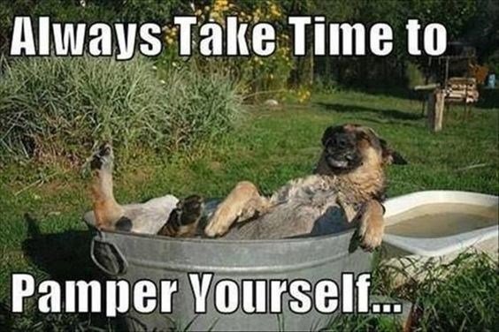 German Shepherd Lying on the stainless bucket in the garden with a text 