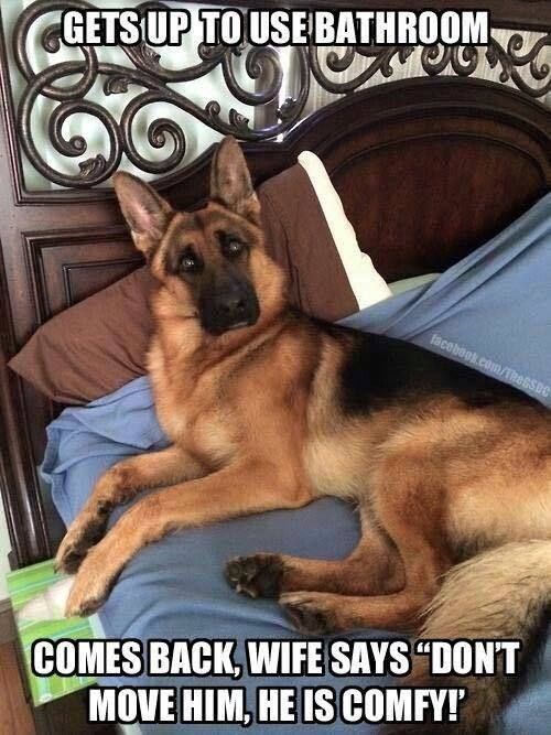 German Shepherd lying on the floor with text 