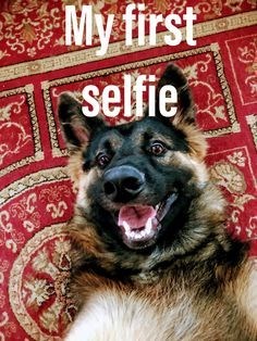 smiling face of German Shepherd with a text 