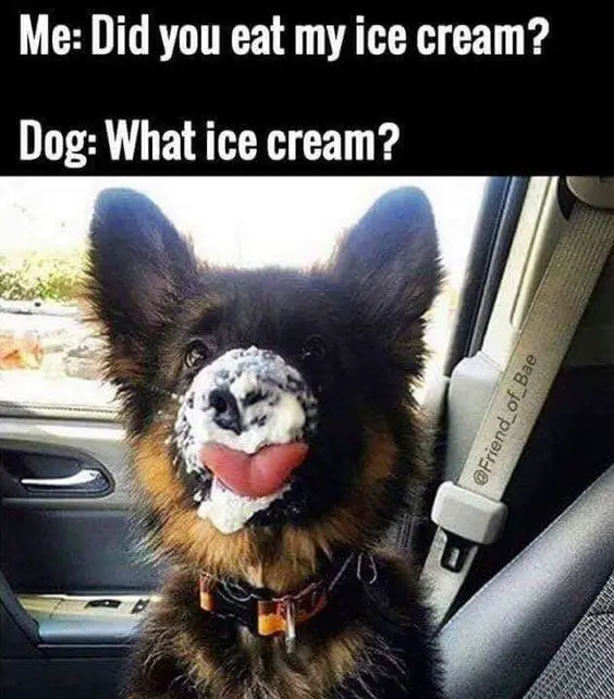 German Shepherd puppy with ice cream on its face and a text 