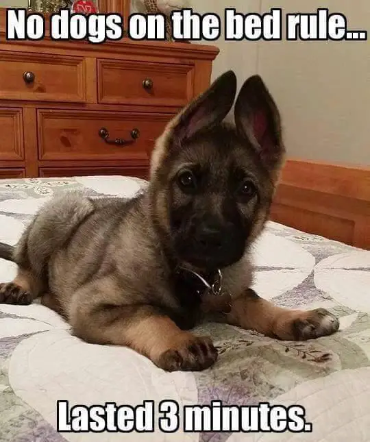 German Shepherd puppy sitting on the bed and text 