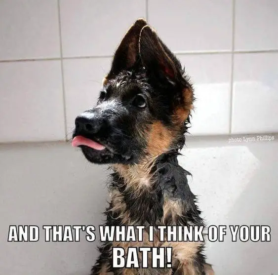  German Shepherd puppy taking a bath with its tongue sticking out and a text 