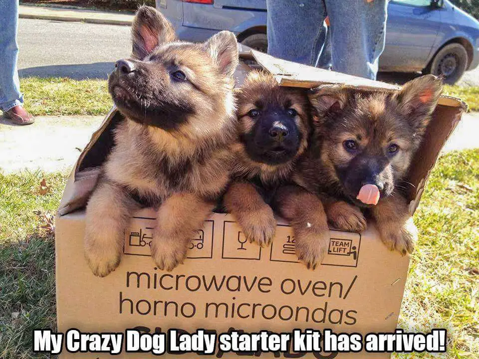German Shepherd puppy inside a box with text My crazy dog lady starter kit has arrived!