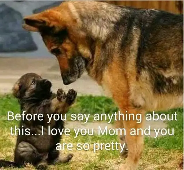 German Shepherd puppy and dog looking at each other with a text 