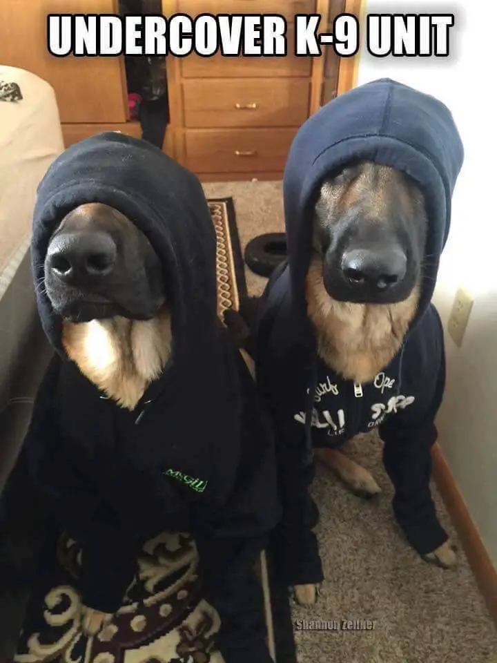 two German Shepherds with its eyes covered in hoodie and a text 