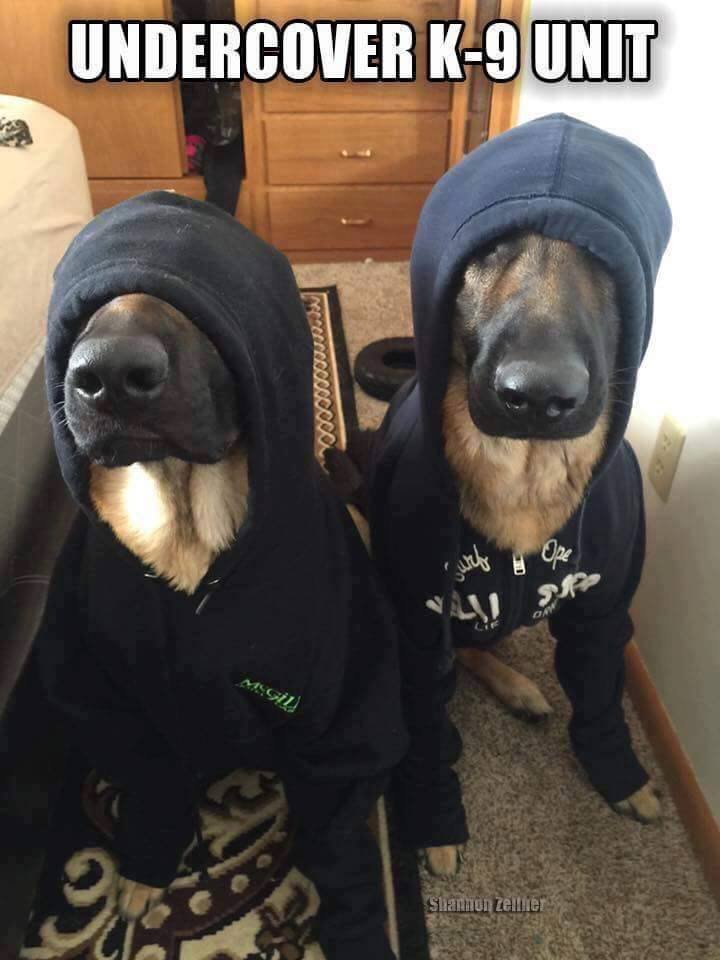 two German Shepherds with its eyes covered in hoodie and a text 