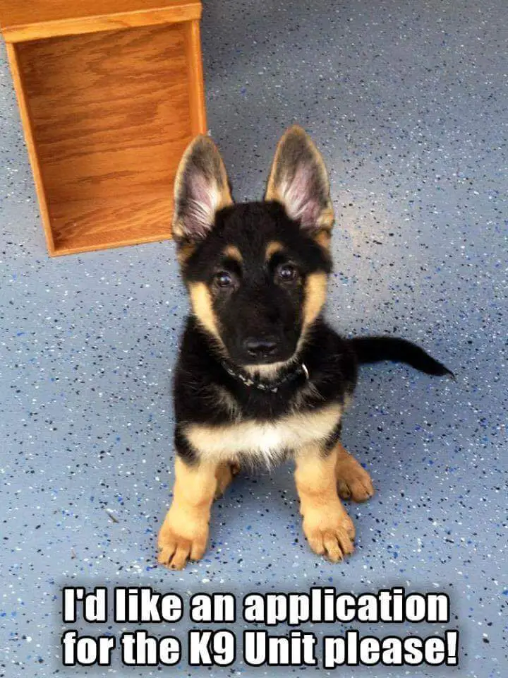 German Shepherd puppy sitting on the floor and a text 