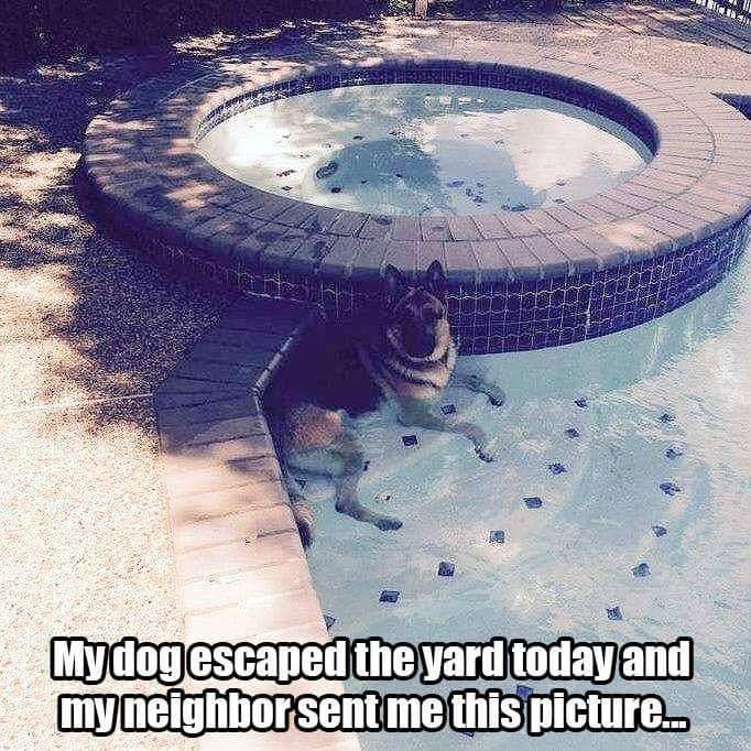 German Shepherd swimming in the pool and a text 