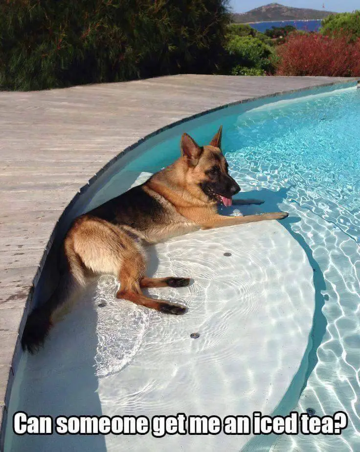 German Shepherd lying on the stairs in the pool with a text 
