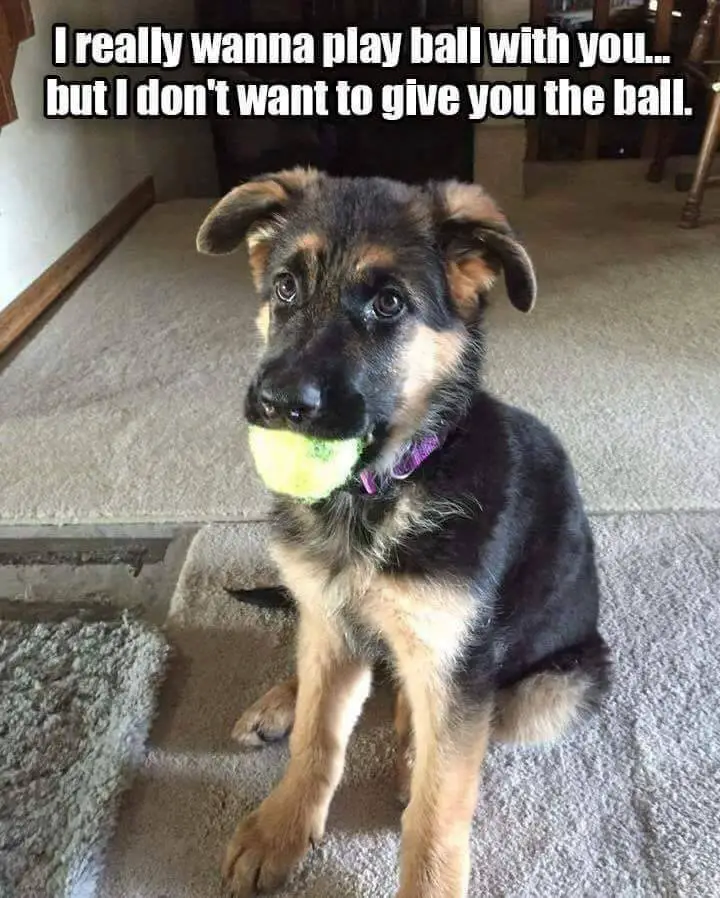 German Shepherd dog sitting on the floor with a ball in its mouth and a text 