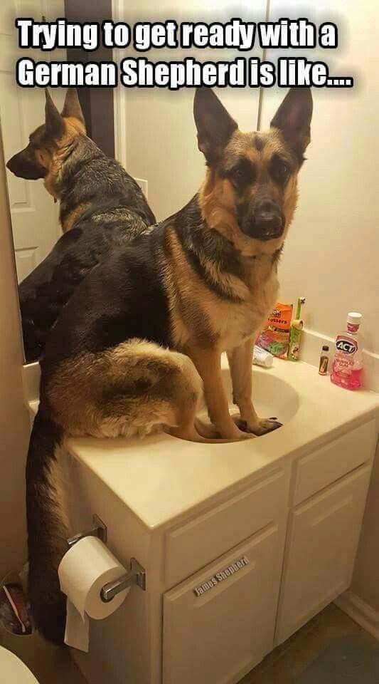 German Shepherd sitting on top of a small sink and a text 