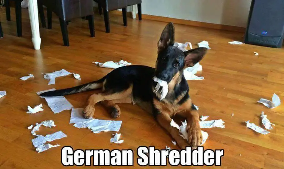 German Shepherd lying on the floor with torn tissue on its mouth and all over the place and a text 