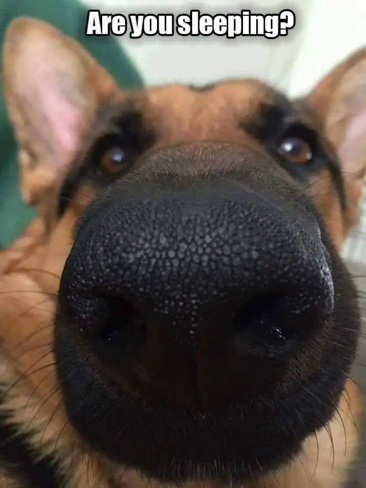 close up picture of the nose of a German Shepherd and a text 