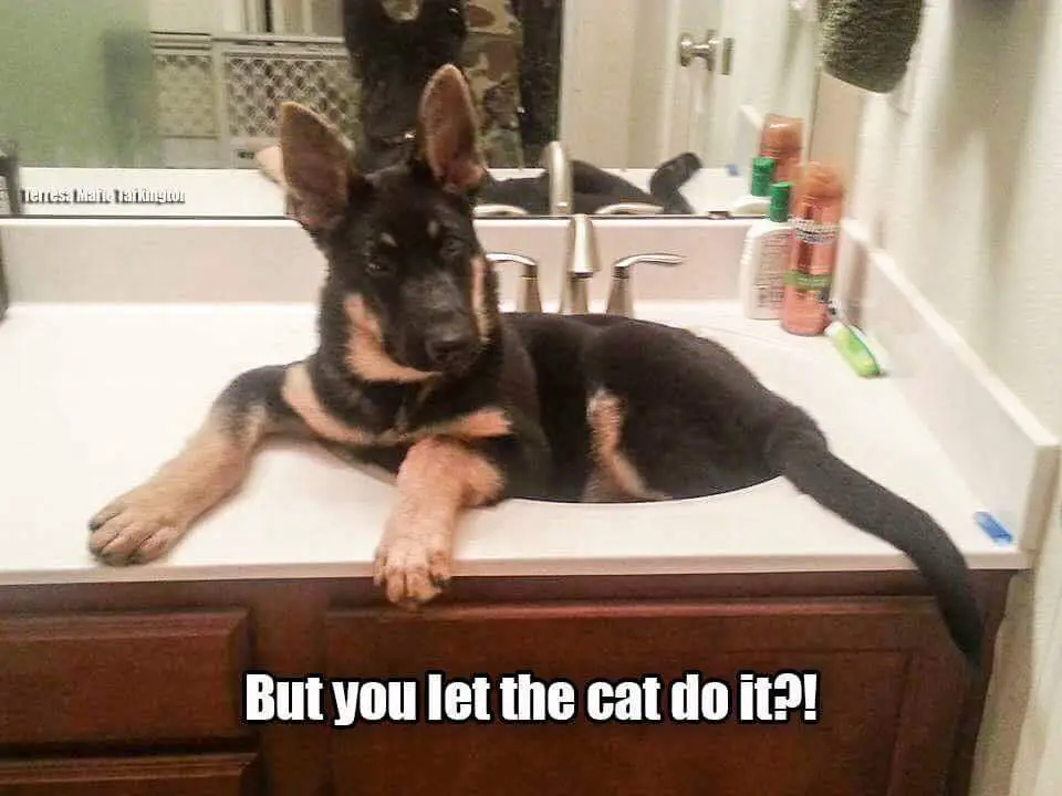 German Shepherd sitting in the sink with a text 