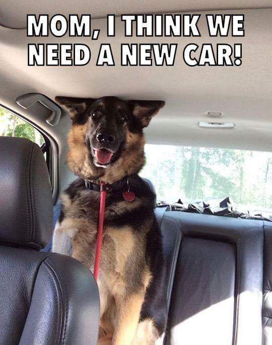 German Shepherd sitting in the back seat of a car with a text 