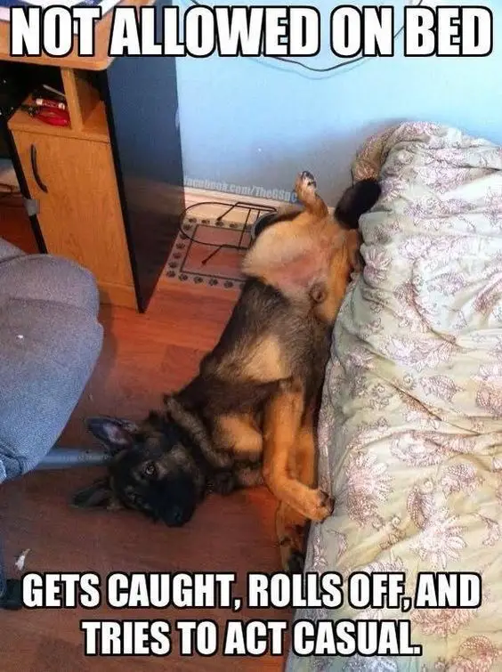  German Shepherd lying beside the bed with a text 