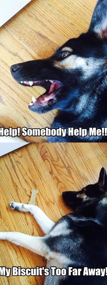 Collage photo of German shepherd lying on the floor with a text 