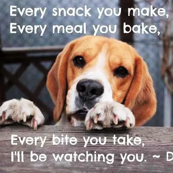 Beagle behind the table with its begging face and paws photo with a text - Every snack you make, every meal you bake, every bite you take, I'll be watching you.