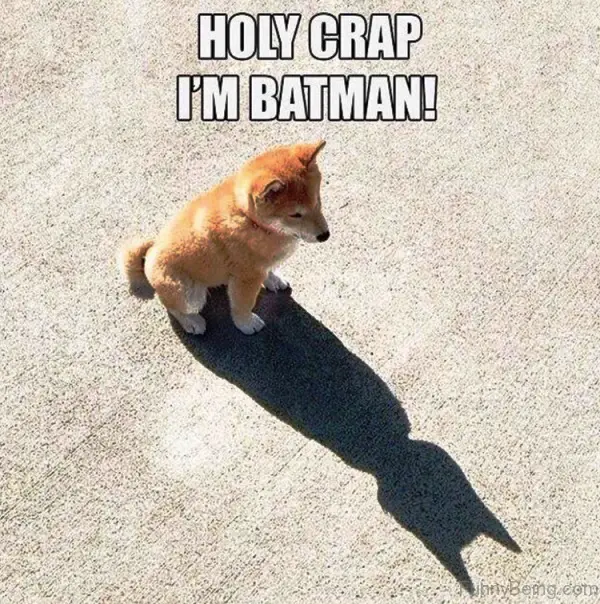 Shiba Inu puppy sitting on the concrete while staring at his shadow in front of him photo with text - Holy Crap I'm Batman!