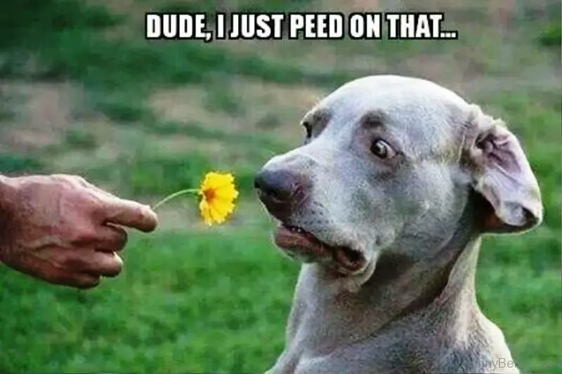 a dog staring at the flower in the hands of a man with its scared face photo with text - Dude, I just peed on that...