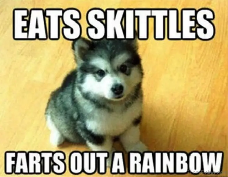 Husky puppy sitting on the floor photo with text - Eats skittles farts out a rainbow
