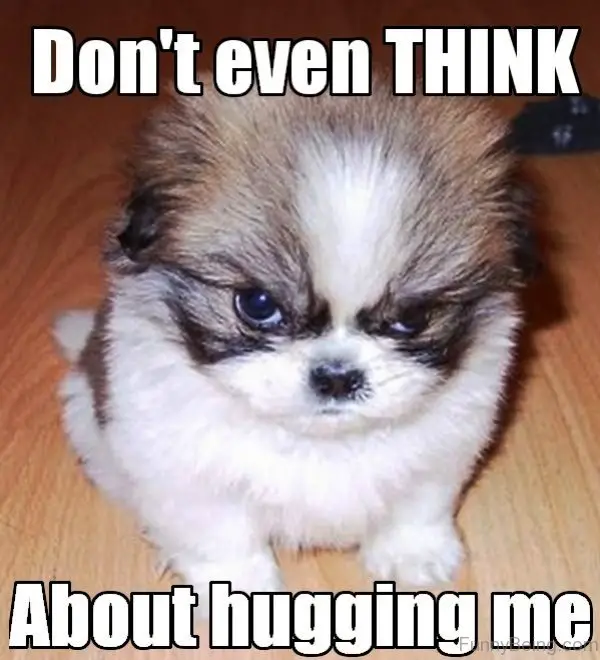angry Shih Tzu while sitting on the floor photo with text - Don't even think about hugging me