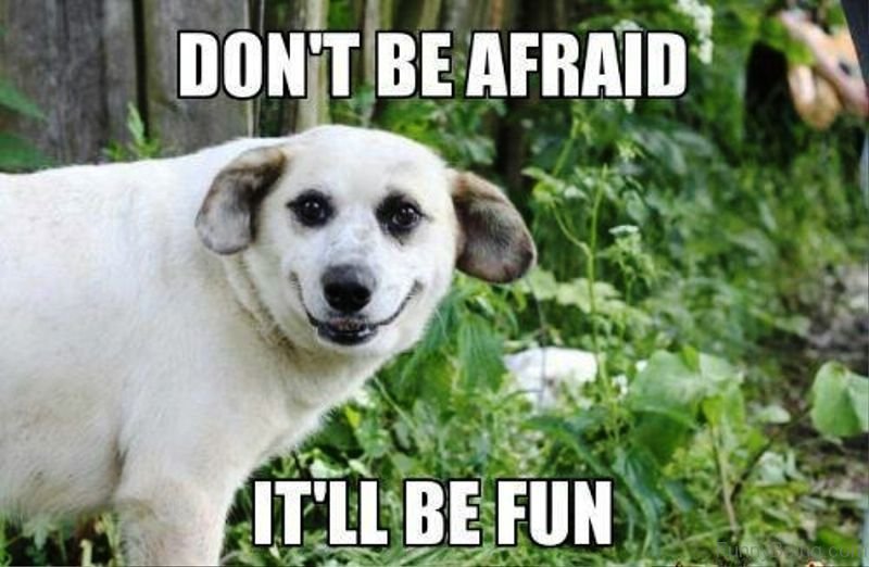 a dog standing in the forest with its creepy smiling face photo with text - Don't be afraid it'll be fun