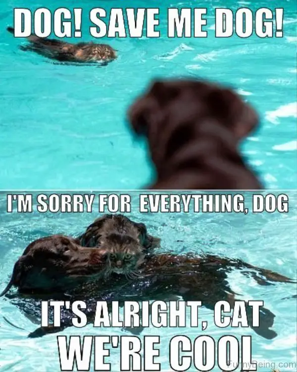 a cat struggling to swim in the pool and a labrador saving him photo with text - Dog! Save me dog! - I'm sorry for everything, dog. It's alright, cat. We're cool