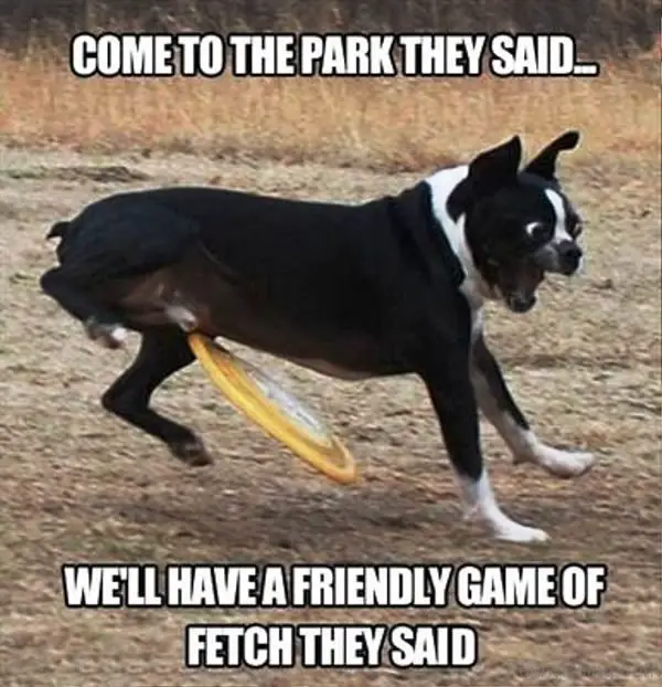 a dog with a frisbee coming to its private part photo with a text - come to the park they said... we'll have a friendly game of fetch they said