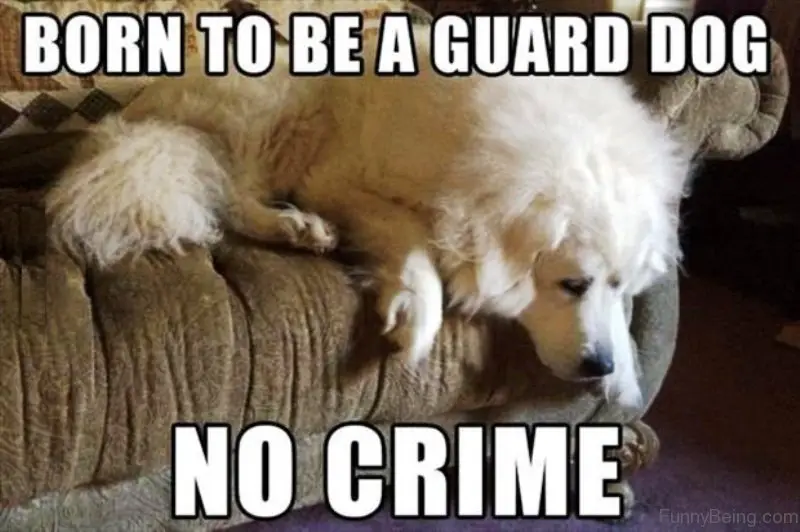 a white dog lying on the couch with its sad face photo with text - Born to be a guard dog. No crime