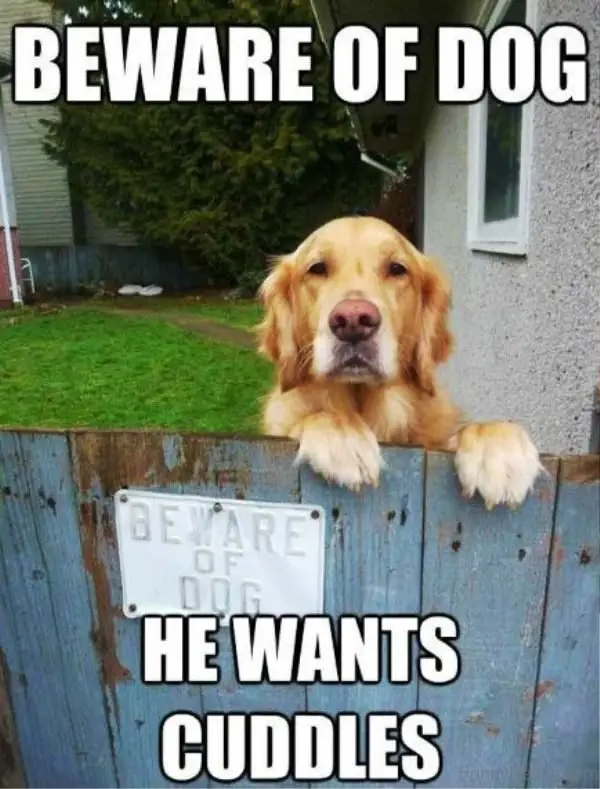 Golden Retriever standing behind the fence photo with text - Beware of dog. He wants cuddles