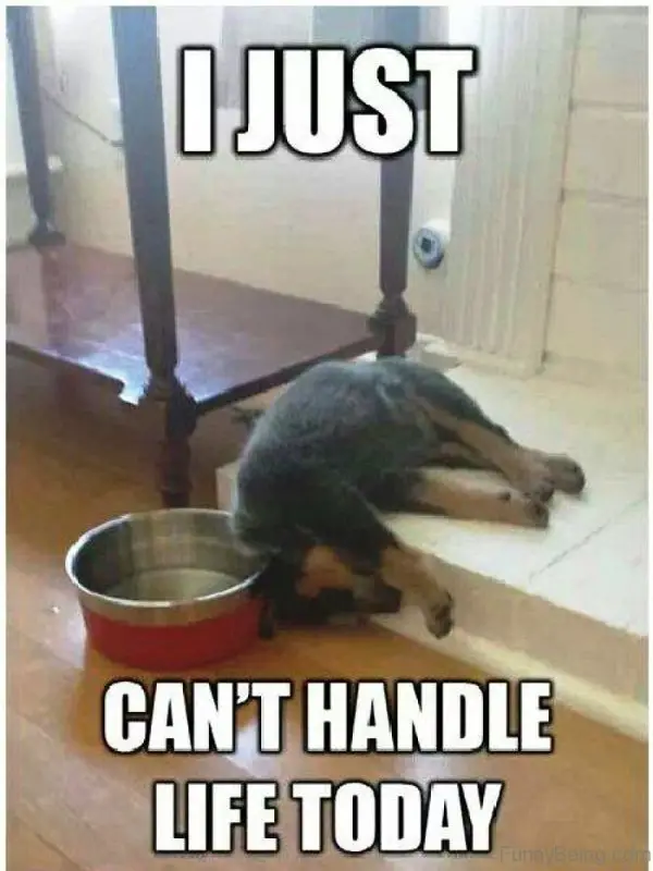 A dog sleeping on the the elevated tiled floor while its head is falling to the wooden floor next to its bowl photo with text - Can't handle life today