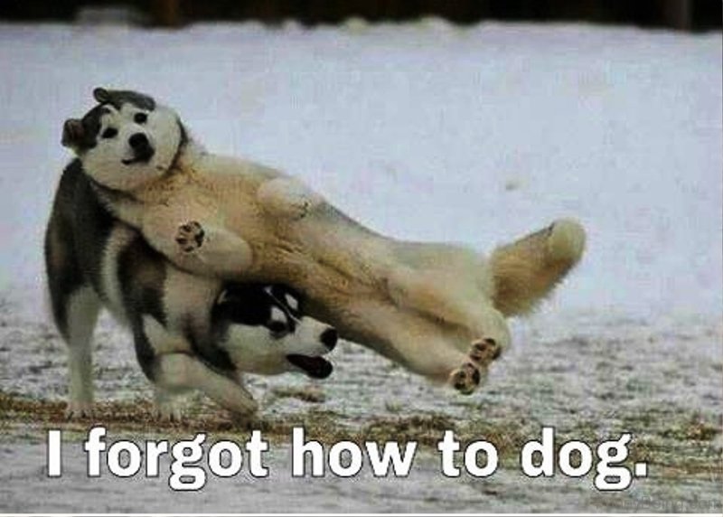 a Husky leaning over another Husky on the side while running in snow photo with text - I forgot how to dog.