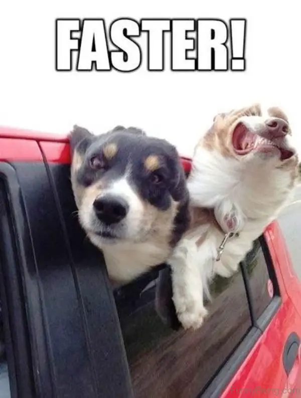 two dogs in the car with its face outside the window while one in front has a serious face while the other one is struggling because of the wind in its mouth photo with text - FASTER