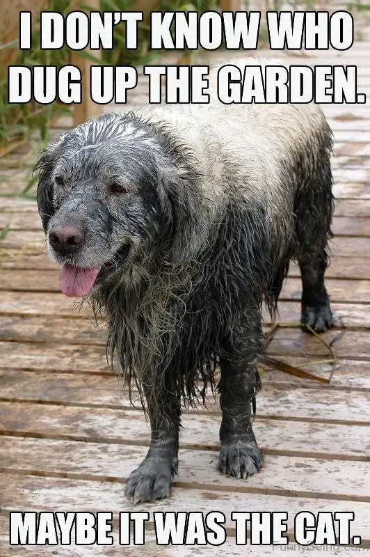 a wet dog with dirt all over its face and body photo with text - I don't know who dug up the garden. Maybe it was the cat.
