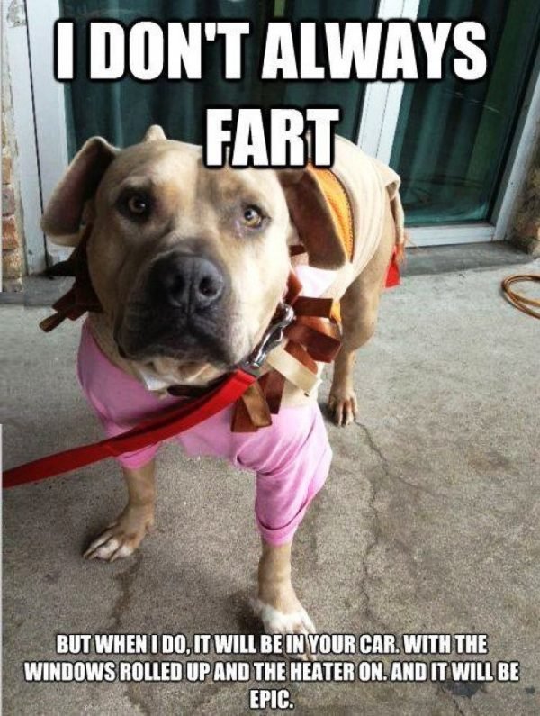 a dog standing in the front door while staring photo with text - I don't always fart. But when I do, it will be in your car, with the windows rolled up and the heater on. and it will be epic.