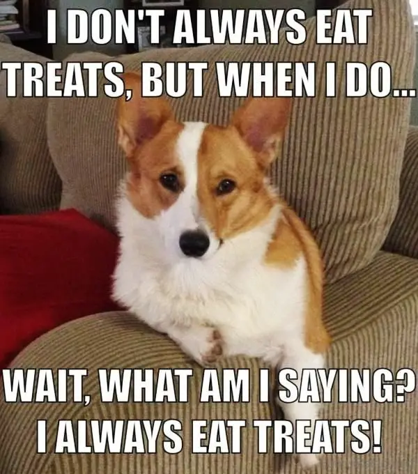 Corgi sitting on the couch photo with text -I don't always eat treats, but when I do... Wait, what am I saying? I always eat treats!