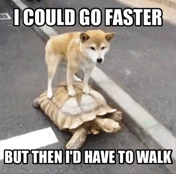 Shiba Inu dog standing on top of a large turtle in the street photo with text - I could faster but then I'd have to walk