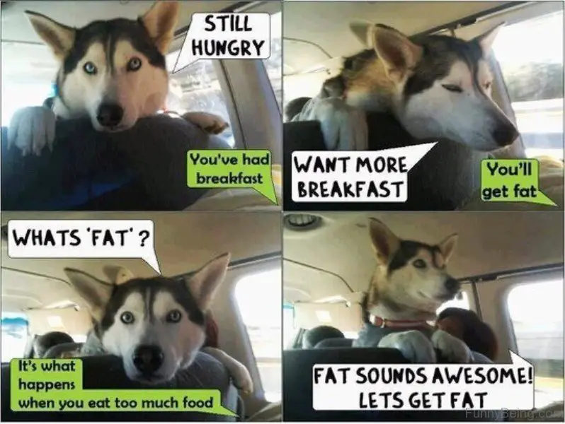 Husky standing up while leaning behind the backseat inside the car comic photo saying - Still hungry, want more breakfast, what 
