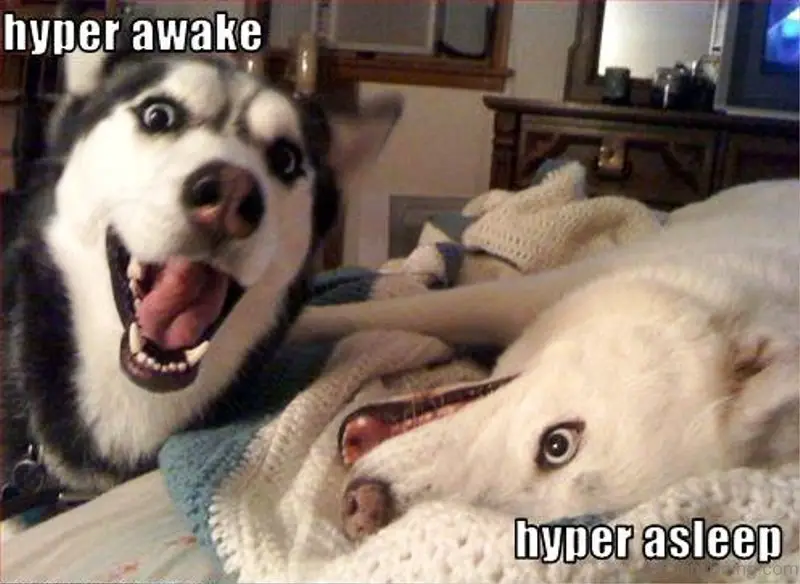 Siberian Husky smiling next to a lying down while smiling white husky photo with text - Hyper awake, hyper asleep