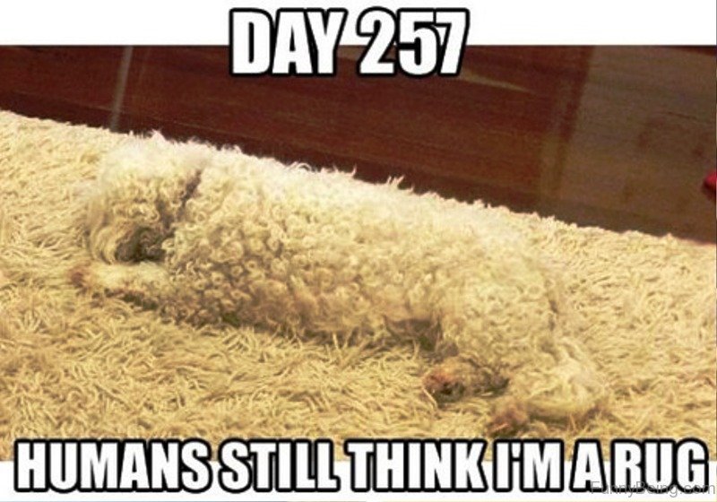 a dog camouflaging to the carpet photo with text - Day 257, humans still think I'm a bug